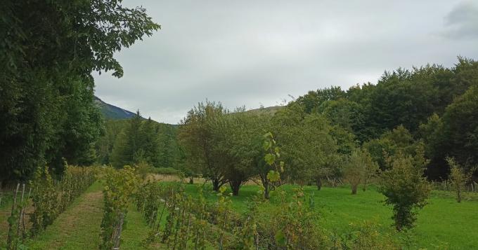 Giovani agricoltori, stanziate ulteriori risorse per gli aiuti all'avviamento aziendale